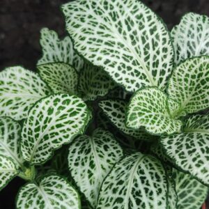 Fittonia albivenis var. argyroneura