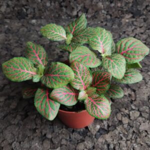 Fittonia verschaffeltii