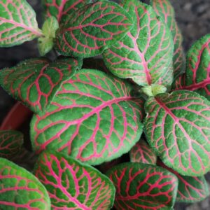 Fittonia verschaffeltii