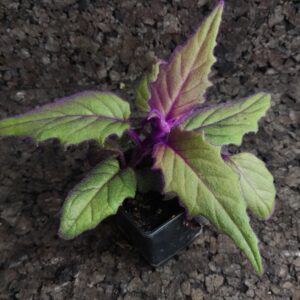 Gynura aurantiaca