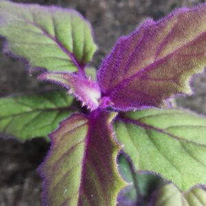 Gynura aurantiaca