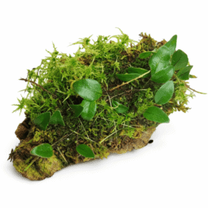 Microgramma reptans en bornizo