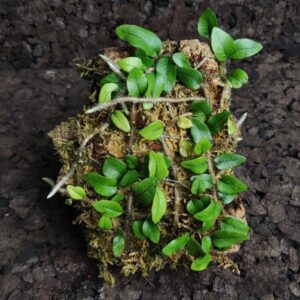 Microgramma vaccinifolia en bornizo