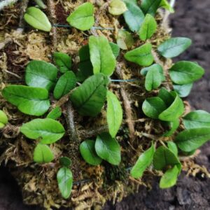 Microgramma vaccinifolia en bornizo
