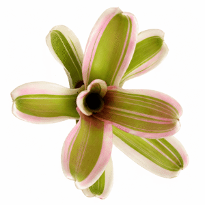 Neoregelia carolinae var. tricolor
