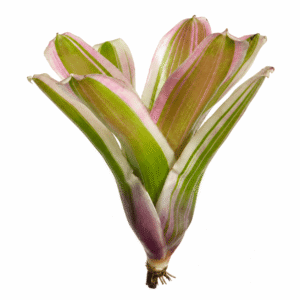 Neoregelia carolinae var. tricolor