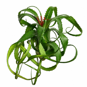 Neoregelia pendula var. brevifolia