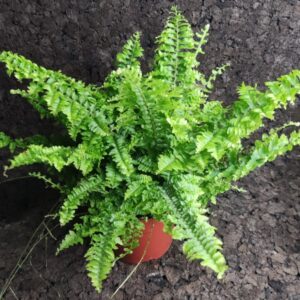 Nephrolepis exaltata vitale