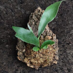 Platycerium bifurcatum mini en bornizo