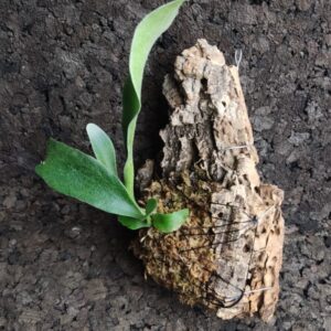 Platycerium bifurcatum mini en bornizo