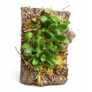 Pyrrosia nummularifolia en bornizo