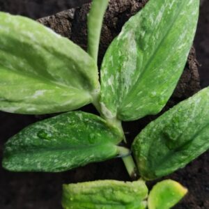 Rhaphidophora korthalsii variegada