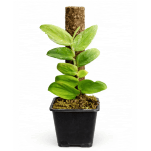 Rhaphidophora korthalsii variegada