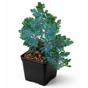 Selaginella willdenowii