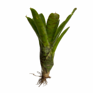 Neoregelia medium small