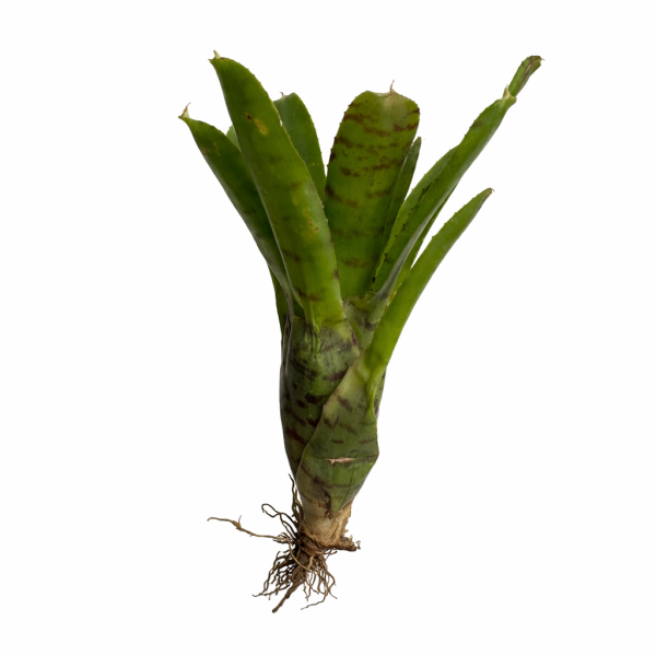 Neoregelia medium small