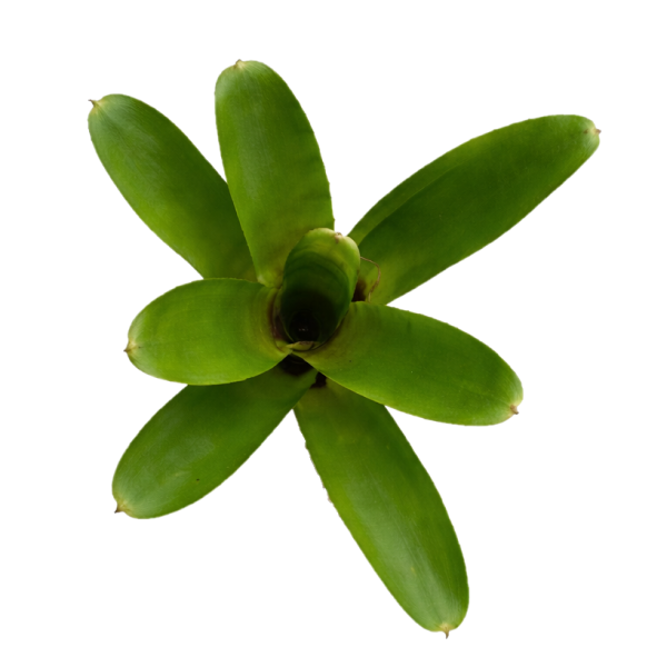 Neoregelia medium small - Imagen 2