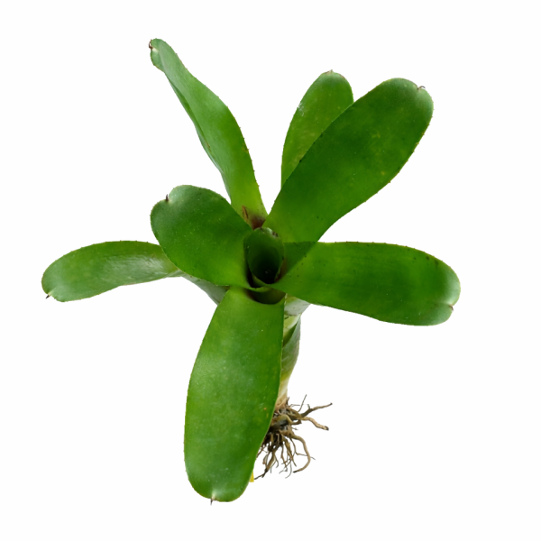 Neoregelia aria - Imagen 2