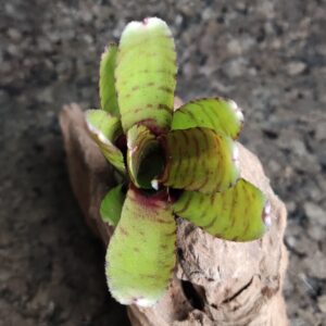 Neoregelia medium small
