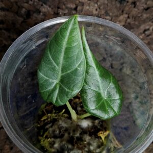Alocasia maharani ‘Grey Dragon’
