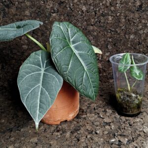Alocasia maharani ‘Grey Dragon’