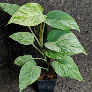 Epipremnum aureum ‘Snow Queen’