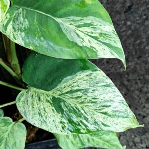 Epipremnum aureum ‘Snow Queen’