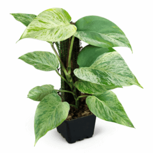 Epipremnum aureum ‘Snow Queen’