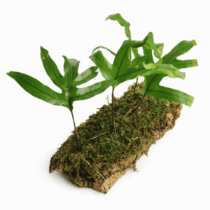 Microsorum diversifolium en bornizo