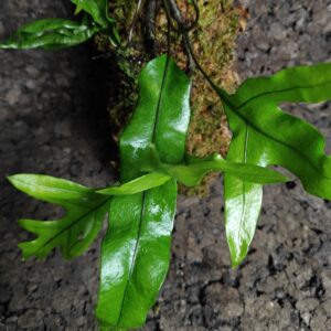 Microsorum diversifolium en bornizo