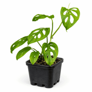Monstera obliqua ‘Leichtlinii’
