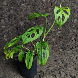 Monstera obliqua ‘Leichtlinii’