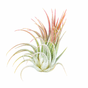 Tillandsia ionantha