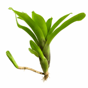 Neoregelia amarilis