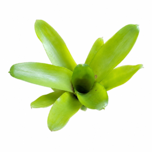 Neoregelia amarilis