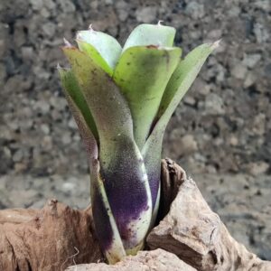 Neoregelia hybrid small colored