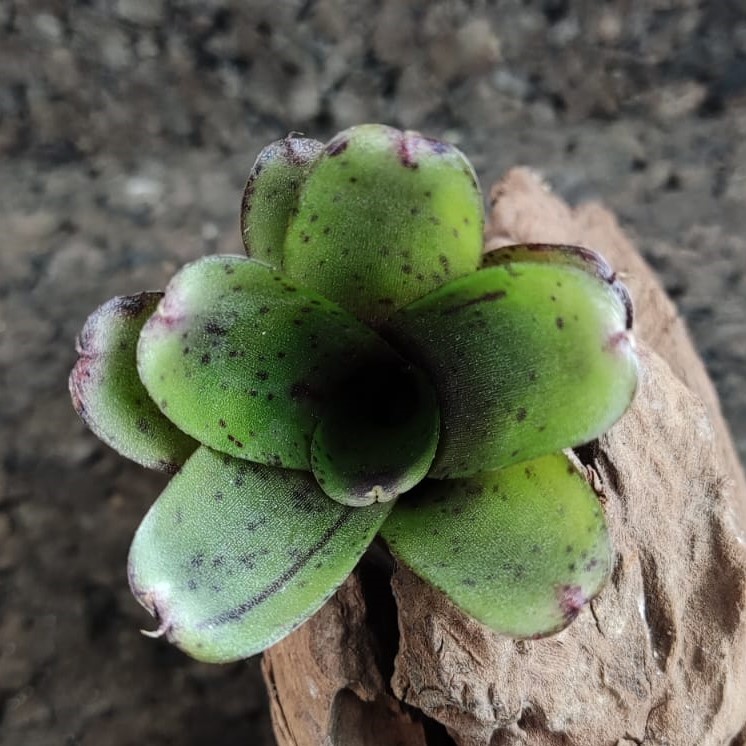 Neoregelia hybrid small colored - Imagen 2