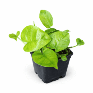 Epipremnum aureum ‘Lemon top’