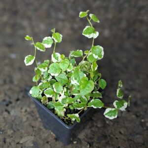 Ficus pumila ‘white sunny’