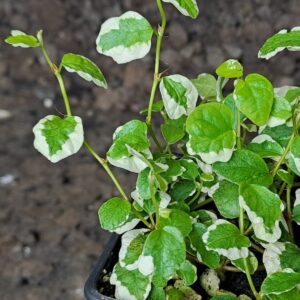 Ficus pumila ‘white sunny’