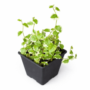 Ficus pumila ‘white sunny’