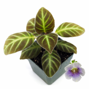 Gloxinella lindeniana