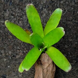 Neoregelia compacta Malibou