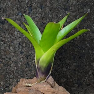 Neoregelia compacta Malibou