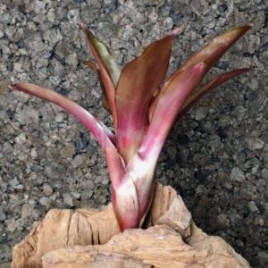 Neoregelia fuego
