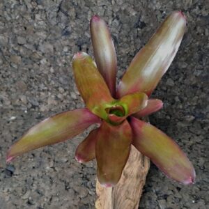 Neoregelia fuego