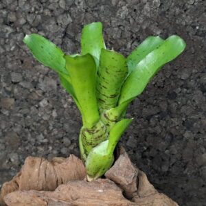 Neoregelia rubrifolia hybrid compacta