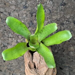 Neoregelia rubrifolia hybrid compacta