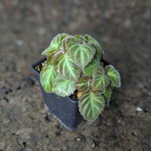 Gloxinella lindeniana