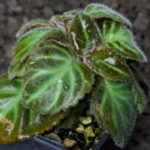 Gloxinella lindeniana